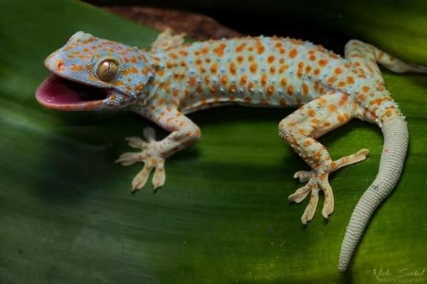 Sự thật giật mình về loài tắc kè Việt Nam khiến ai cũng sốc