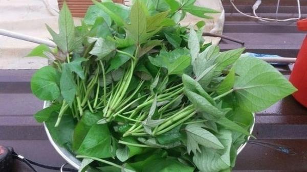 Đi chợ thấy 8 loại rau này thì đừng bỏ qua: Rau sạch, bổ dưỡng, ít nguy cơ tồn dư thuốc