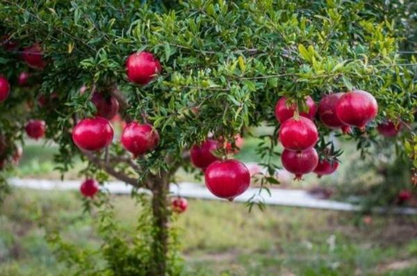 Việt Nam có “siêu trái cây” nghìn hạt, mùa hè ăn vào bổ tim và ngừa đủ bệnh