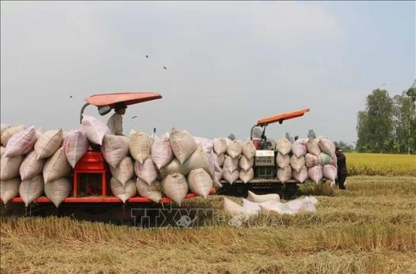 Gạo xuất khẩu “được mùa, mất giá”