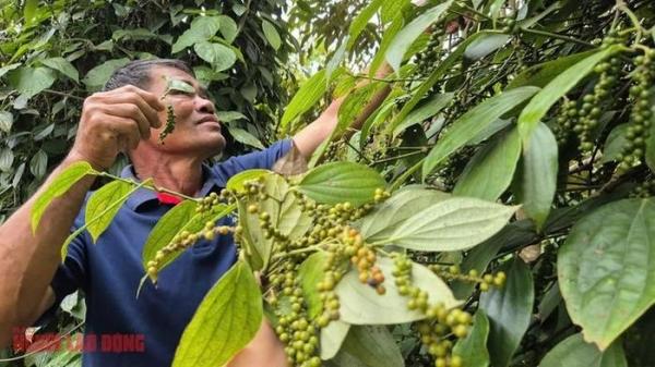Không ít đại lý tạm ngưng thu mua tiêu và nại lý do này