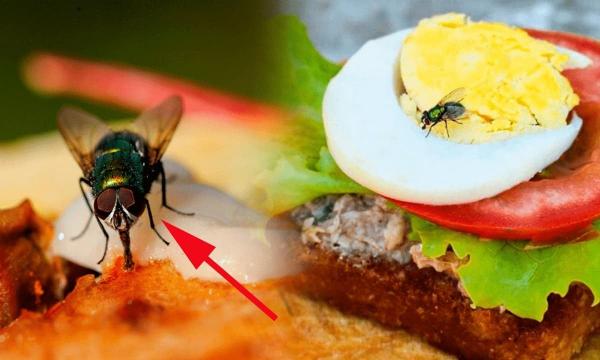 Bán đồ ăn để ruồi, muỗi bâu vào có thể bị phạt đến 2 triệu đồng