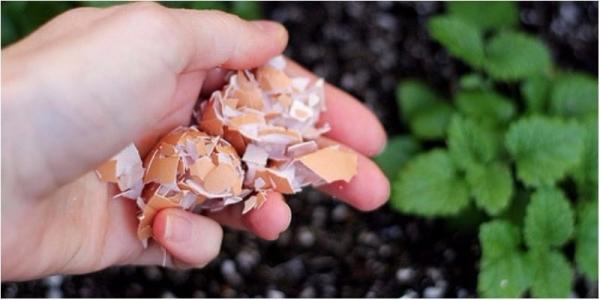Vỏ trứng đừng vội vứt đi: Giữ lại làm việc này giúp bạn tiết kiệm được tiền triệu mỗi tháng