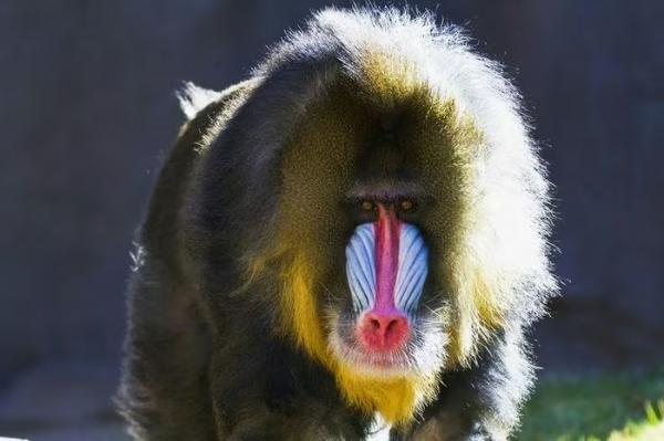 Sửng sốt loài khỉ có khuôn mặt sặc sỡ bậc nhất thế giới