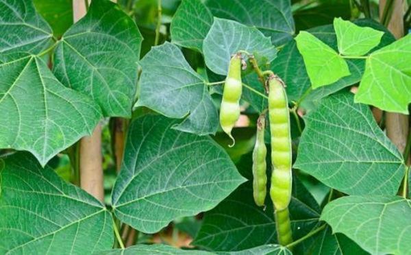 Bộ Y tế vào cuộc vụ 2 người hôn mê, 4 người cấp cứu sau khi ăn hạt quả cây củ đậu