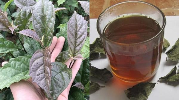 Cách uống nước xạ đen ổn định đường huyết, giảm mỡ máu