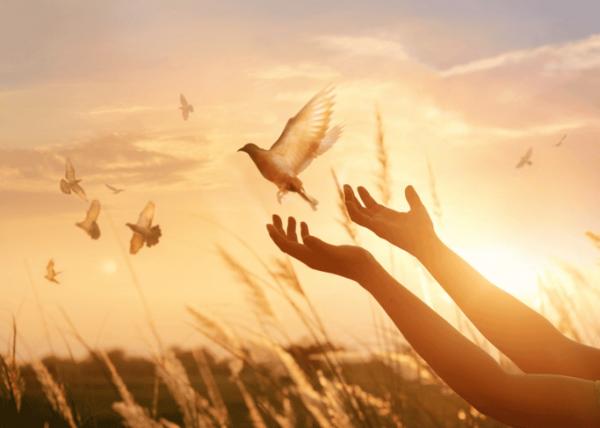 7 trường hợp không nên sát sinh theo lời Phật dạy