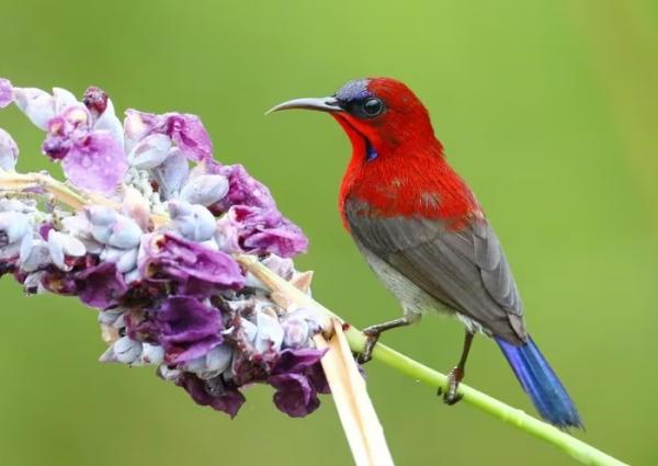 Chim hút mật Việt Nam sở hữu chiếc lưỡi ’độc lạ gây sốc