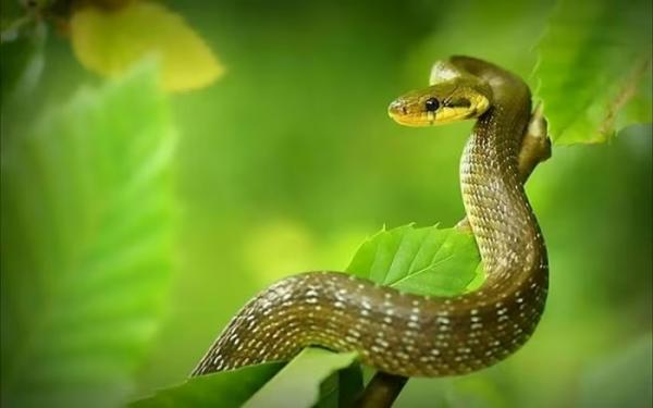 7 ngày tới, 3 tuổi song hỷ lâm môn, càng tỉnh táo càng giàu