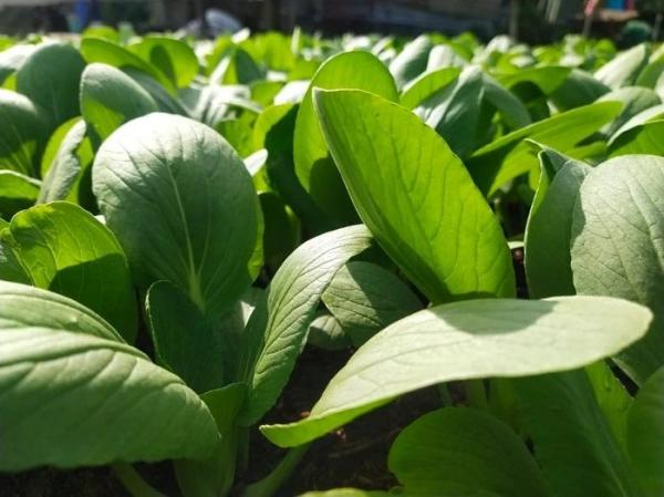 12 thực phẩm giàu canxi hơn sữa giúp xương chắc khỏe