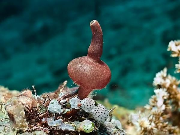 Điều kỳ thú về loài vật có hình thù giống hệt bình rượu