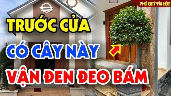 4 thứ mọc ở trong vườn hút cạn lộc may, nhổ ngay mà giữ Tiền tài