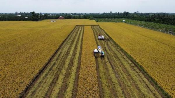 “Mở cửa” xuất khẩu gạo như Thái Lan, có được không?