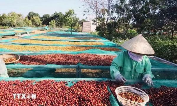 Việt Nam chủ động thâm nhập sâu vào phân khúc càphê chất lượng cao tại Đức