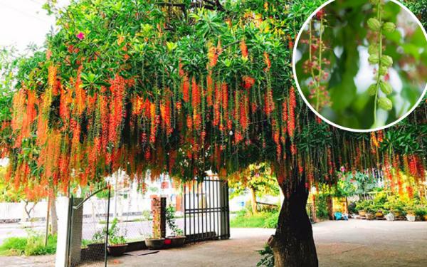 4 loại cây trồng trước nhà nào nhà đó giàu có