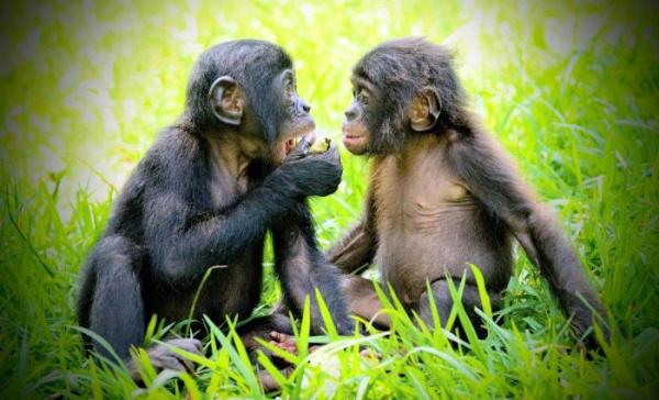 Bất ngờ linh trưởng có “hội bạn thân” giống hệt con người