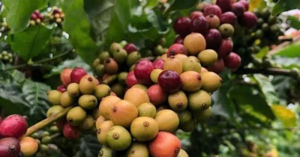 Giá cà phê giảm 700 đồng/kg, thị trường bước vào nhịp điều chỉnh ngắn hạn