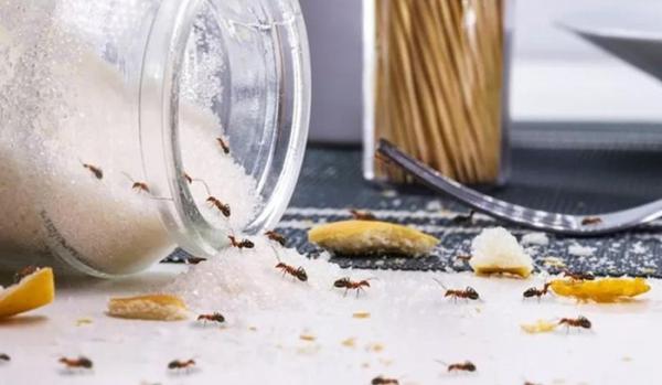 Mẹo đuổi kiến trong nhà bếp hiệu quả không cần dùng hó‌a chấ‌t