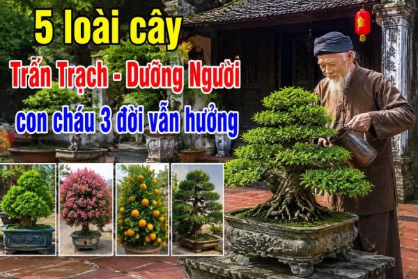 5 loài cây Trấn Trạch - Dưỡng Người, con cháu 3 đời vẫn hưởng