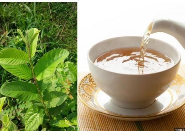Uống nước lá ổi tươi có tác dụng gì? Cách uống thế nào cho đúng?