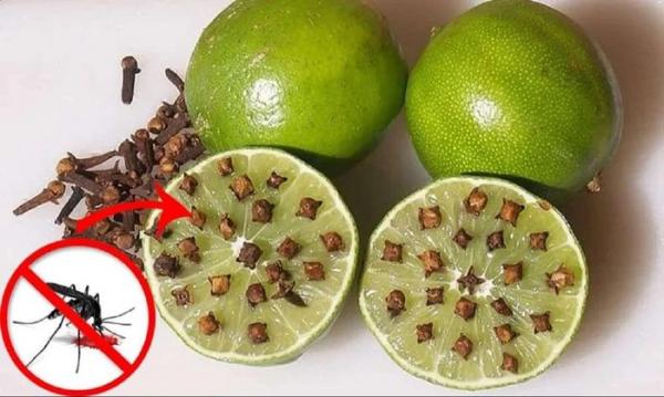 Cắt đôi quả chanh rồi cắm thêm hạt này để góc nhà, muỗi nhiều mấy cũng bay sạch