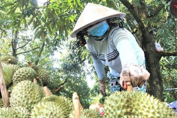 100% thủ tục cấp mã số vùng trồng sẽ thực hiện trên môi trường số