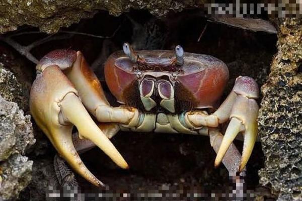 Bí ẩn tìm loài cua “khổng lồ” nổi tiếng ở Việt Nam