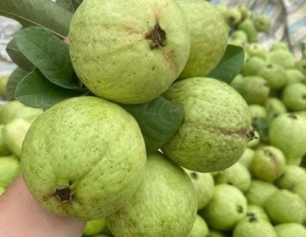 Ăn 1 quả ổi, nhận lượng chất xơ bằng 4-5kg xà lách
