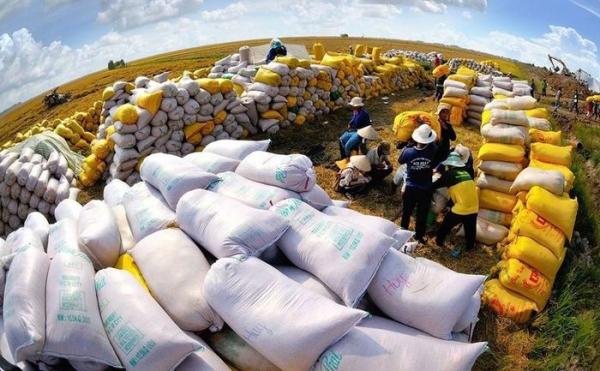 Giá lương thực cao nhất gần bốn năm: Giá đường dẫn đà tăng, cao lương bật 13,7%
